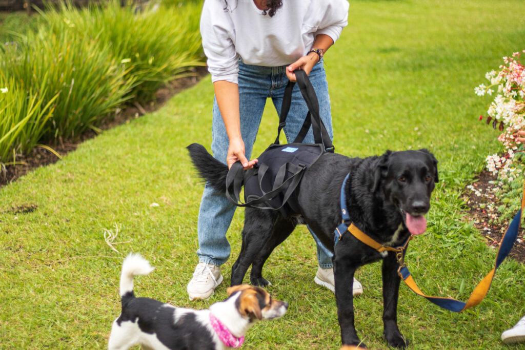Displasia de Cadera en Perros: Prevención, diagnóstico y cómo manejarla con ortopedia