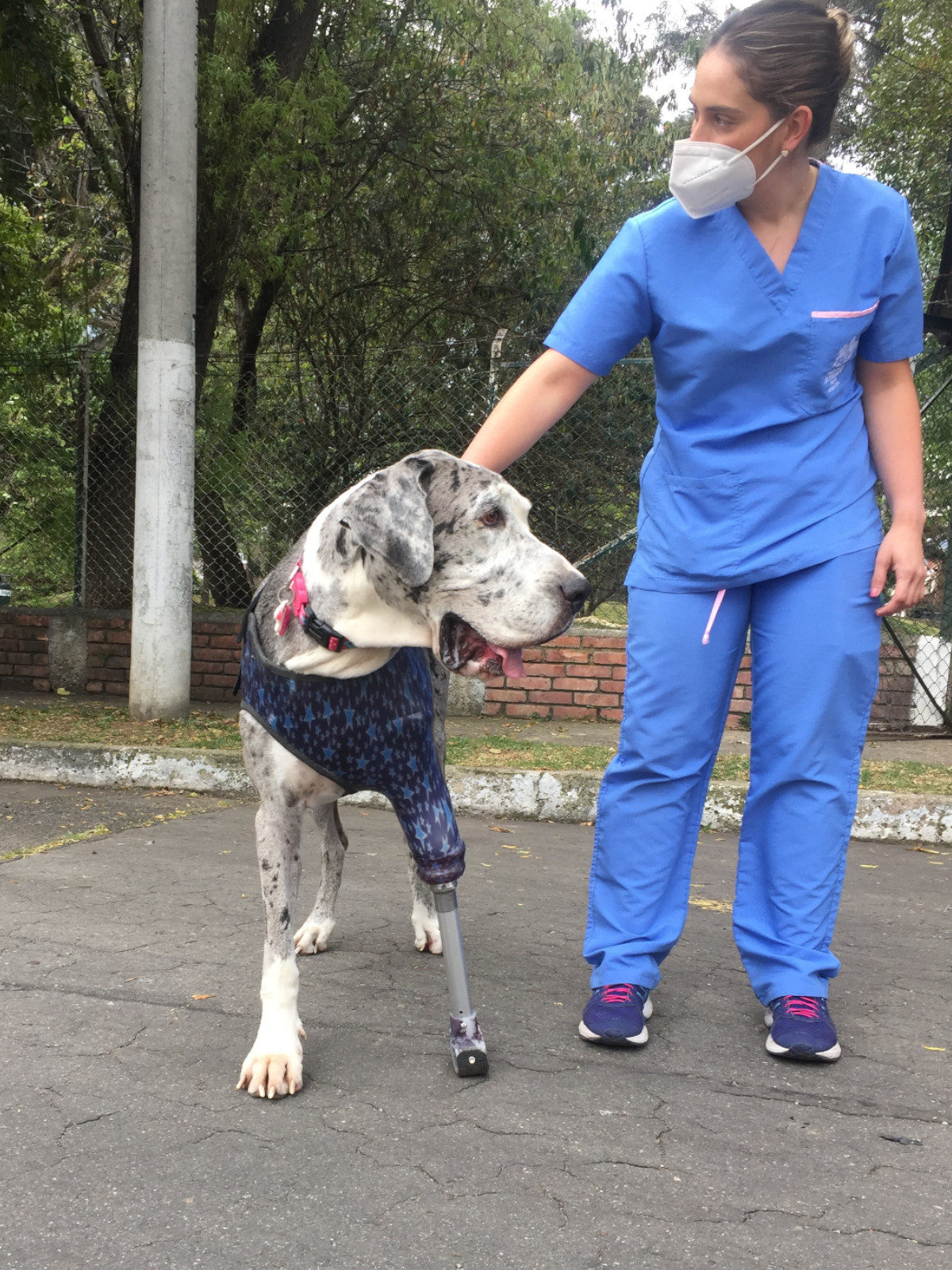 Animal Fix Gran Danes Protesis