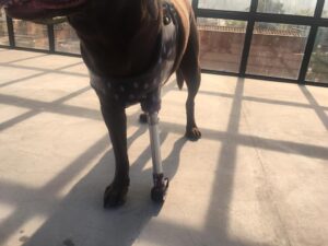 Animal Fix - Fotos Protesis y Ferulas