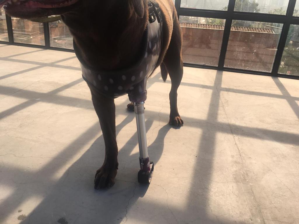 Prótesis para Perros con Impresión 3D