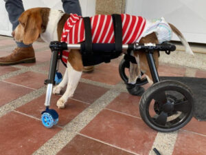 Animal Fix Sillas de 4 ruedas