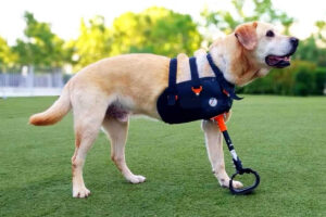 Animal Fix Blog Prótesis para mascotas 1