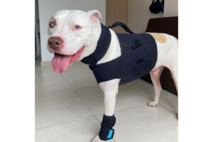 Animal Fix Blog Arnes Ortopédico 1