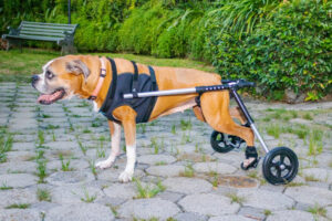 Animal Fix Blog Sillas de Ruedas para Perros en Colombia