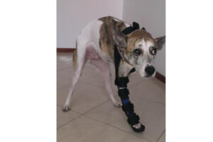 Animal Fix Blog Ferula 2