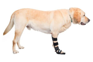 Animal Fix Blog Guía práctica para elegir la mejor férula para tu perro