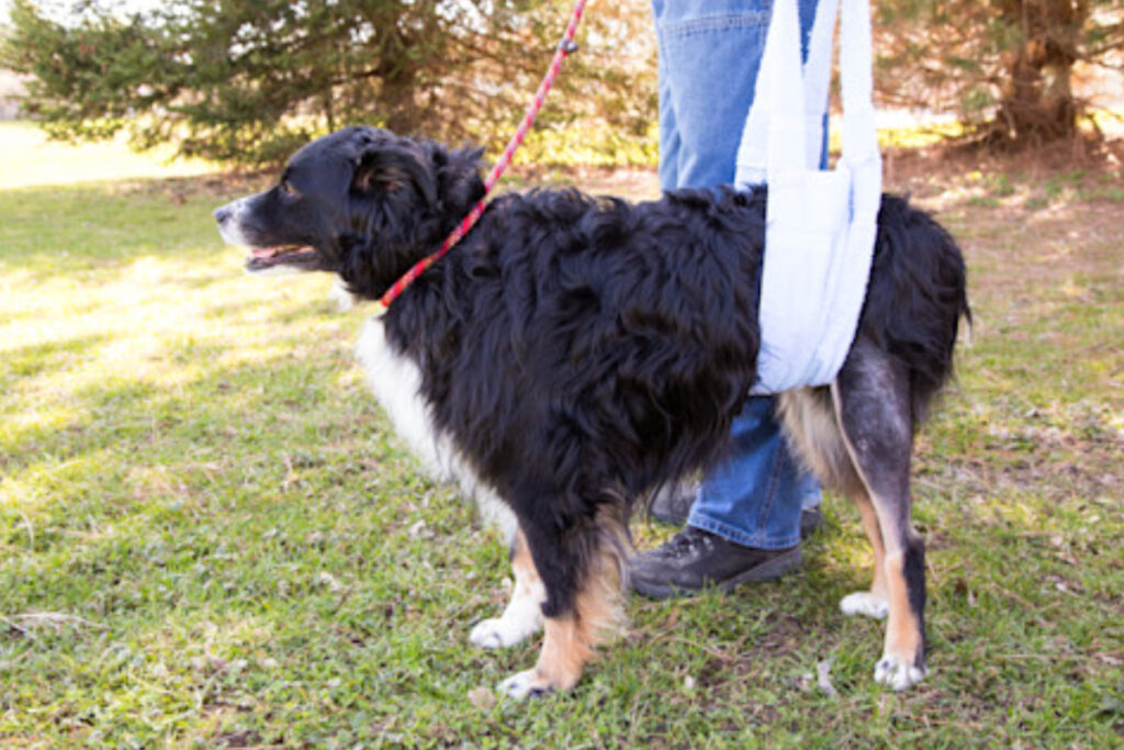 Animal Fix Blog Lo que debes saber para cuidar a un perro operado de rodilla