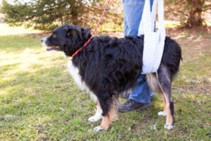 Animal Fix Blog Lo que debes saber para cuidar a un perro operado de rodilla