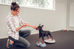 Animal Fix Blog Fisioterapia perros