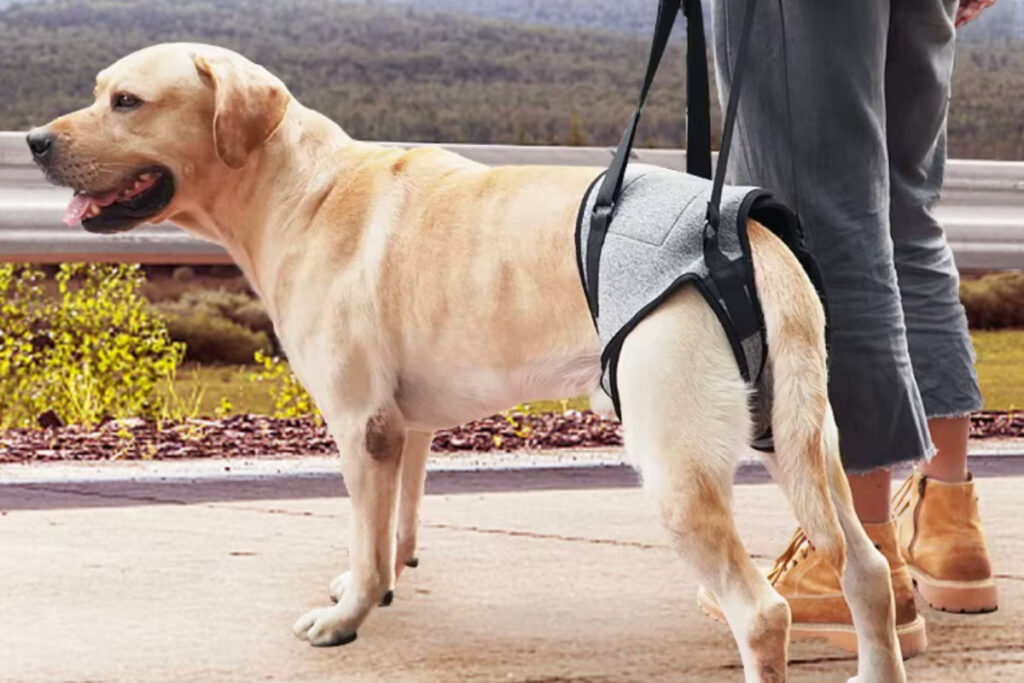 ¿Cómo ayuda un arnés ortopédico a un perro viejito?