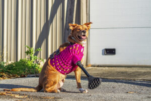 Animal Fix Blog Prótesis 3D para perros