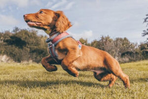 Animal Fix Blog Luxación de rótula en perros
