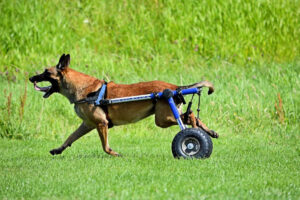 Animal Fix Blog Sillas de Ruedas para Perros
