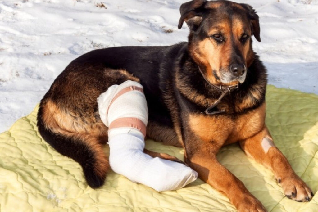 Cómo ayudar a tu mascota a manejar el dolor tras una fractura