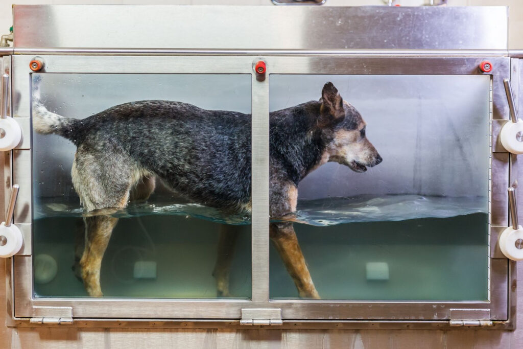 ¿Por qué la hidroterapia es clave en la rehabilitación canina?