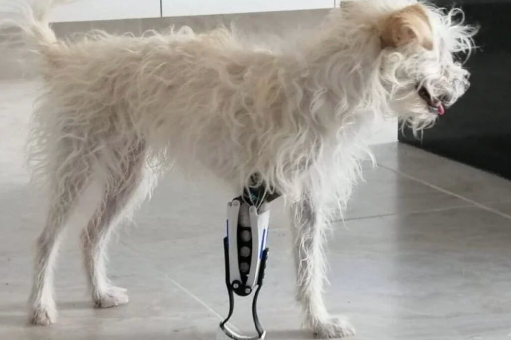 Protege a tu mascota con ortesis hechas a su medida