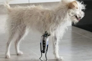 Animal Fix Blog Protege a tu mascota con ortesis hechas a su medida