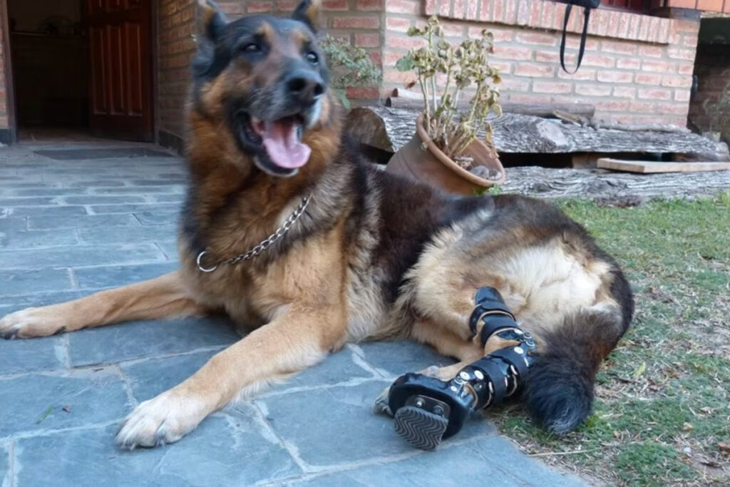 Tips para adaptar tu casa si tu mascota ya no camina igual