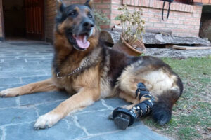Animal Fix Blog Tips para adaptar tu casa si tu mascota ya no camina igual