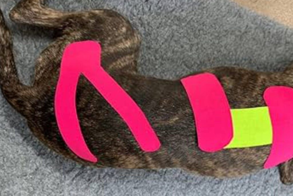 ¿Para qué sirve realmente el vendaje neuromuscular en perros?